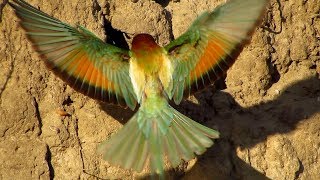 European beeeater Merops apiaster feeding chicks on nesting site [upl. by Aitnauq]