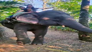 Things to do in Thekkady  Kerala Tour  Mini Vlog kerala thekkady shorts [upl. by Jena]