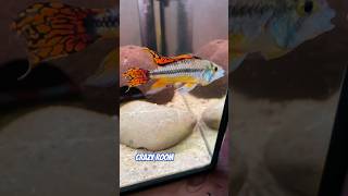 Best APİSTOGRAMMA cacatuoides Double RED AMAZING ATTACK 🎬🎬apistogramma dwarfcichlid shortvideo [upl. by Asha]