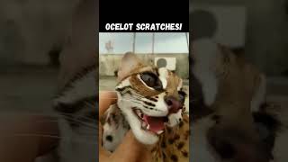 Ocelot scratches Sabafaryad pet animals wildlife 2024 funnyshorts shorts [upl. by Adella]