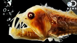 Why Does Deep Sea Life Look So Strange [upl. by Meares]