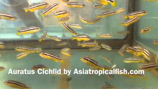 Auratus Cichlid Breeding And Export From Thailand [upl. by Gerta781]