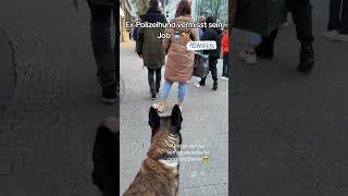 ExPolizeihund vermisst seinen Job 👮🏻‍♂️🐕‍🦺 Deutschland Polizei Hund [upl. by Cormick]