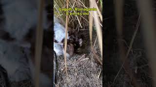 Lagotto Romagnolo Puppy loves digging holes lagottoromagnolo puppy digging [upl. by Anaele]