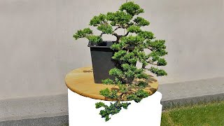 Beginners juniper cascade bonsai Transformation after one year How to do bonsai trees [upl. by Lovato]