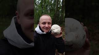 Czasznica olbrzymia  Purchawica olbrzymia łac Calvatia gigantea grzyb jadalny grzyby natura [upl. by Eimyaj]