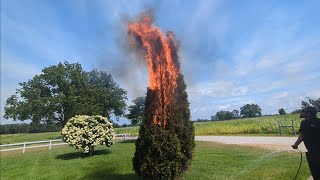 Controversial Way To Get Rid Of Bag WormsGypsy Moths With Fire [upl. by O'Callaghan]