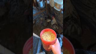 Chicken Chores And Collecting Eggs chickens [upl. by Diet]