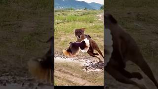 Red Fox catch bird viral videoredfox bird shortvideoviral [upl. by Loomis215]