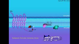 GProtein Coupled Hormone Signal Transduction [upl. by Chiaki]