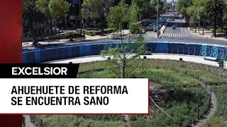 Ahuehuete ya se adoptó a glorieta de Paseo de la Reforma [upl. by Nolie]