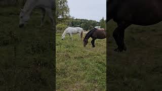 Horses  nature  Huddinge  swedban [upl. by Haye350]