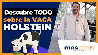 🐮 GANADO ▶︎ ¡Descubre la VACA HOLSTEIN para PRODUCCIÓN de LECHE 🥛 [upl. by Lesab]