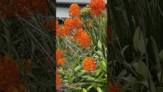 Fivestar orchid Epidendrum radicans Frederickton NSW 2 Oct 2024 [upl. by Ahseela]