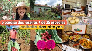 Fui na casa da minha VIZINHA fazendo colheita de PITAYAS OLHA quantas 🌹🌹almoço do dia [upl. by Kimbra]