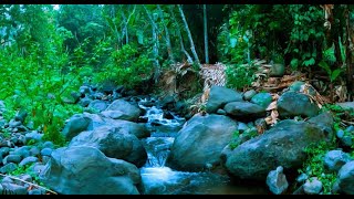 Symphony of Forest Sound of Murmuring Stream and Forest Birds Nature Sounds Soothing Water Sounds [upl. by Pokorny]