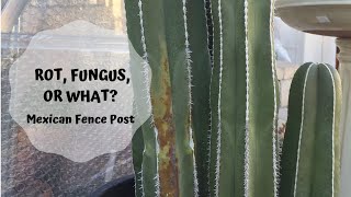 Mexican Fence post cactus rot fungus or what [upl. by Cuyler]