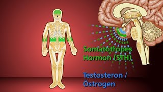 Knochenwachstum  Schulfilm Biologie [upl. by Nairrod]