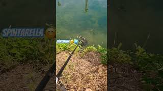 Rilascio con spintarella 😁 rudd scardola catchandrelease fishing pesca fish fishingvideo [upl. by Neyud]