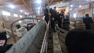 Montana Shearing 2021 quotMartinsdale Ranch Colonyquot Vlog 4 [upl. by Asek]