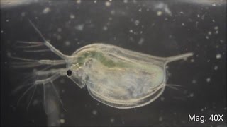 Daphnia magna under the Microscope [upl. by Alvina]