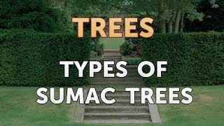 Types of Sumac Trees [upl. by Ayotan447]