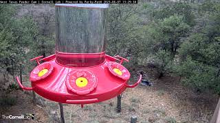 Female Blackchinned Hummingbird Visits With Nesting Material  June 7 2023 [upl. by Sutniuq]