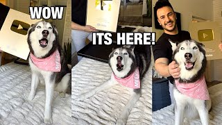 My Husky Unboxes The YouTube Gold Play Button [upl. by Intihw88]