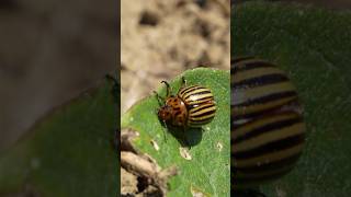 COMMENT LUTTER CONTRE LES PUCERONS puceron jardinage jardin potager agriculture [upl. by Leirraj]