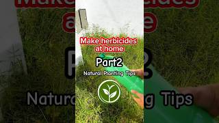 Make herbicide at home shortvideo plants youtubeshorts farming viralvideo video foryou [upl. by Agripina]