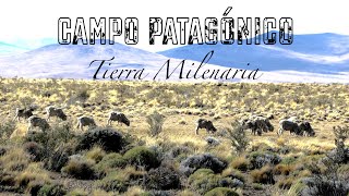 El Campo Patagónico Tierra Milenaria [upl. by Narayan]