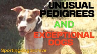 Unusual pedigrees and Exceptional Dogs [upl. by Lindsley]