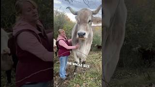 This man owns a giant animal on his farm 😳 [upl. by Destinee]