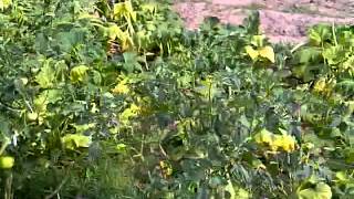 South Alabama Gardening Tomato Plants [upl. by Hniht306]