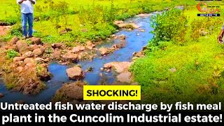 Shocking Untreated fish water discharge by fish meal plant in the Cuncolim Industrial estate [upl. by Eelrefinnej951]