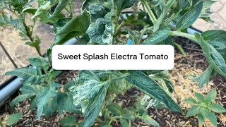 A Variegated Tomato  Sweet Splash Electra Tomato [upl. by Woody]