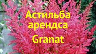 Астильба арендса Грант Краткий обзор описание характеристик astilbe arendsii Granat [upl. by Akirahc]