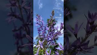 Purple Petrea volubilis Petreasandpapervinephotographyvediography [upl. by Adnamor]