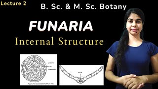 FUNARIA  Internal Structure  in Hindi  Botany  B Sc amp M Sc [upl. by Cassell]