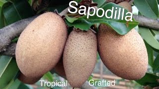 Grafted Tropical Sapodilla Fruit Tree  Growing Guide Chikoo [upl. by Hillary212]