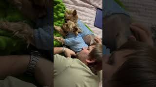 собака yorki myfamily love yorkies puppy yorkiesofig yorkie cute [upl. by Aric637]