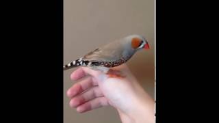 Very friendly zebra finch [upl. by Verras]