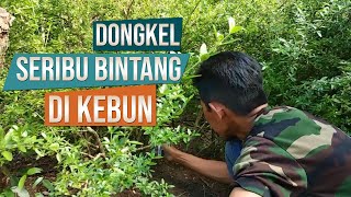 Dongkel Bahan Seribu Bintang Serissa Foetida Bersama Mas Eko Pleret [upl. by Nnylakcaj]