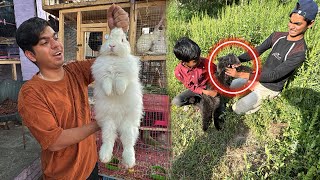 Subhan Ny Billa Pakra 🥳 Biggest Rabbit 🐇 [upl. by Ru967]