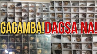 GAGAMBA DAGSA NA [upl. by Gnep]