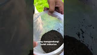 Cara Umpan Akar Baru Setelah Lama Terbantut durian Fertilizer Mikoriza musangking durihitam [upl. by Nnaihs]