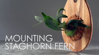 Mounting Staghorn Fern on Wood [upl. by Jopa]