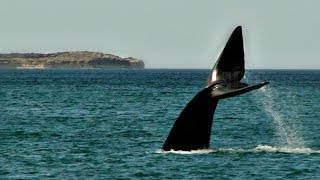 Ballenas de Puerto Madryn El DoradilloSublimes momentos SubSur [upl. by Annibo]