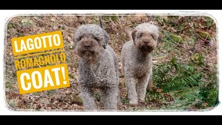 Lagotto Romagnolo coat and care [upl. by Eniger]