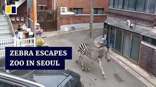 Zebra escape from Seoul zoo ends with recapture after hours of freedom in South Korean capital [upl. by Nnylirret562]